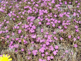 Spergularia rupicola